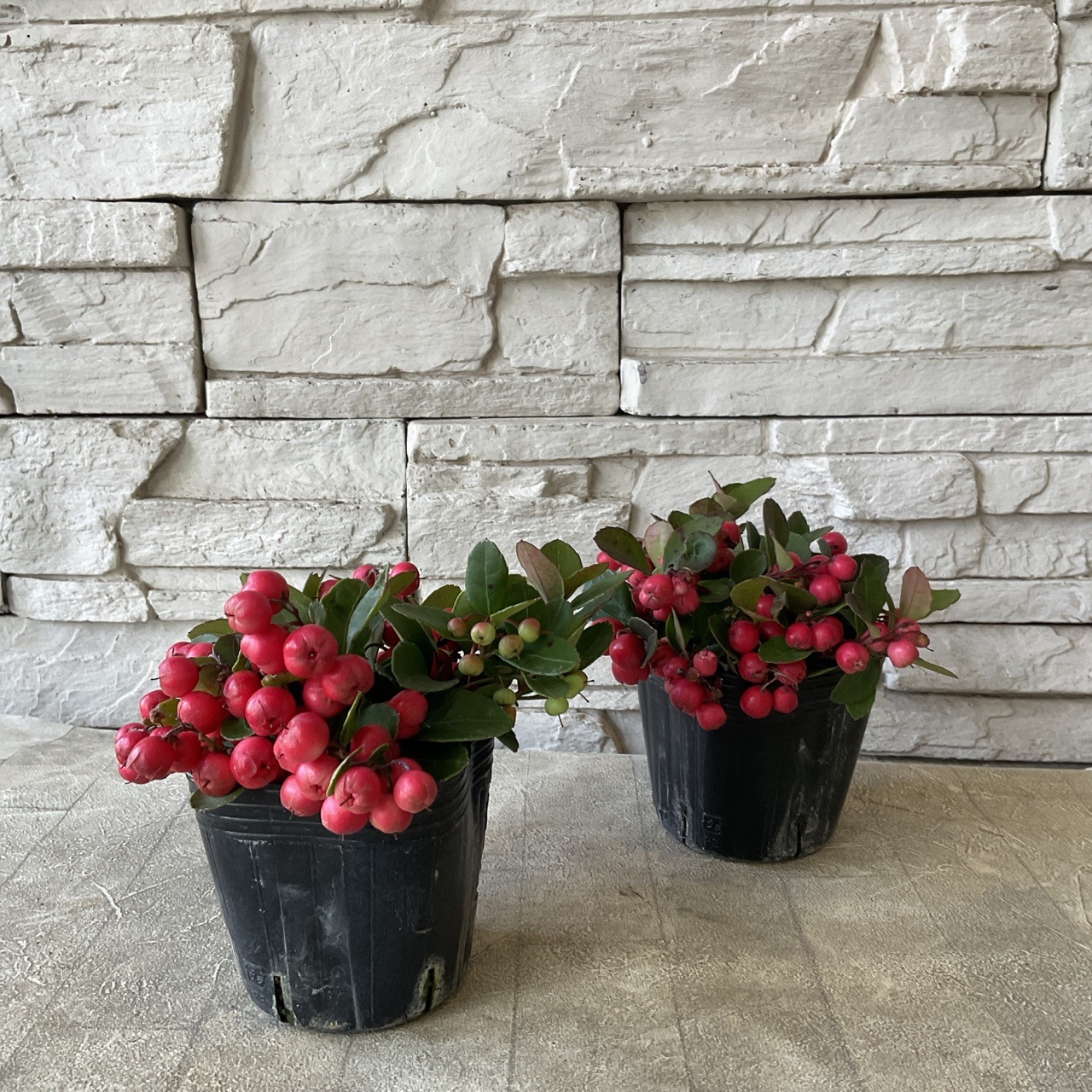 チェッカーベリー　選べる♪3色　3号ポット