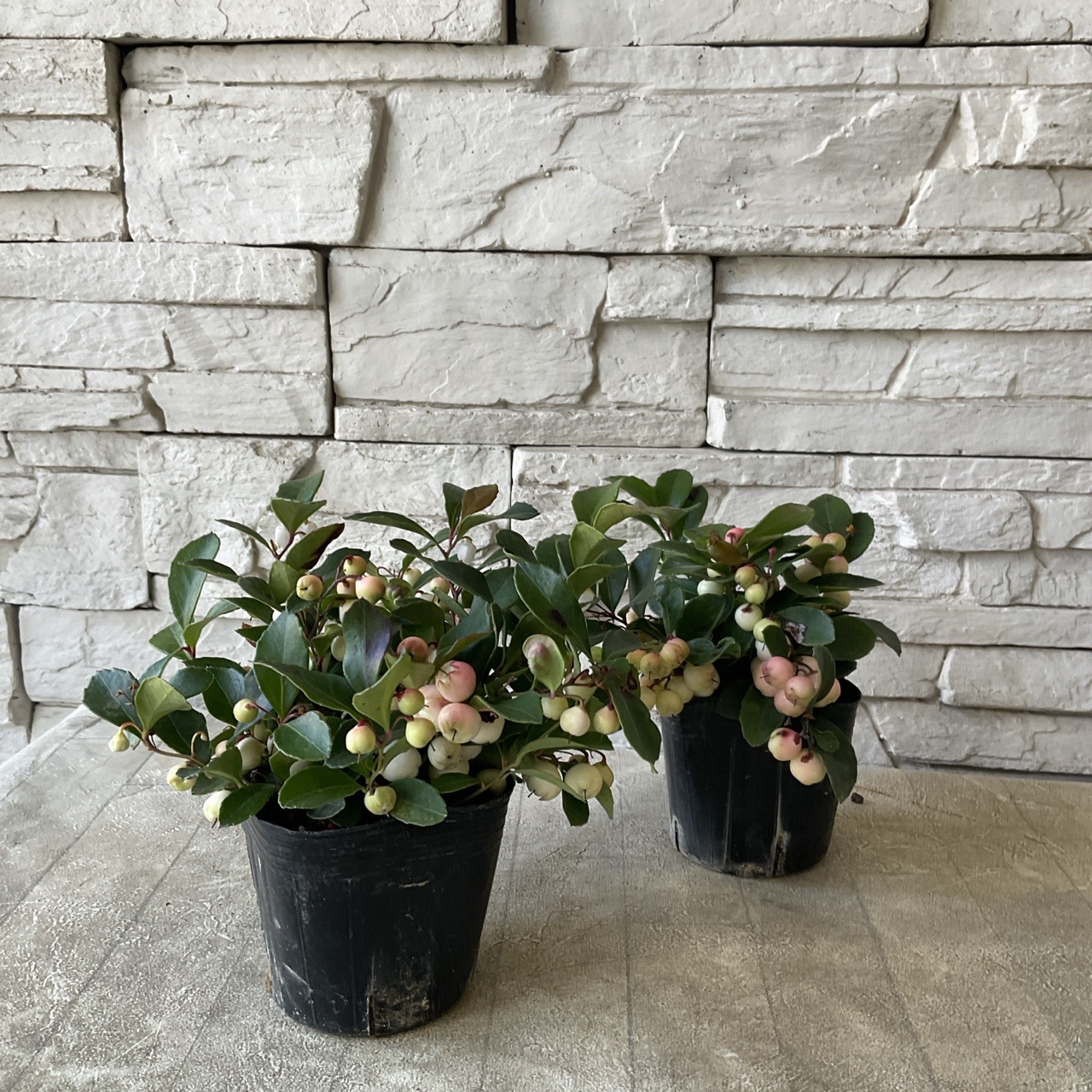 チェッカーベリー　選べる♪3色　3号ポット