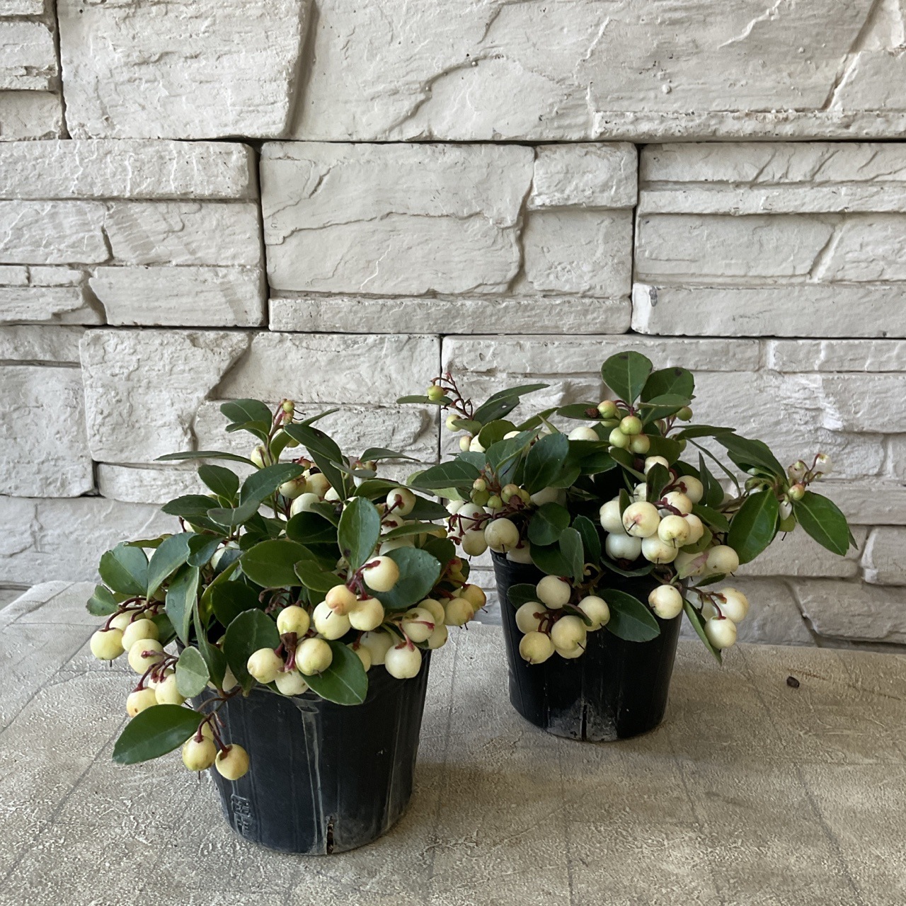 チェッカーベリー　選べる♪3色　3号ポット