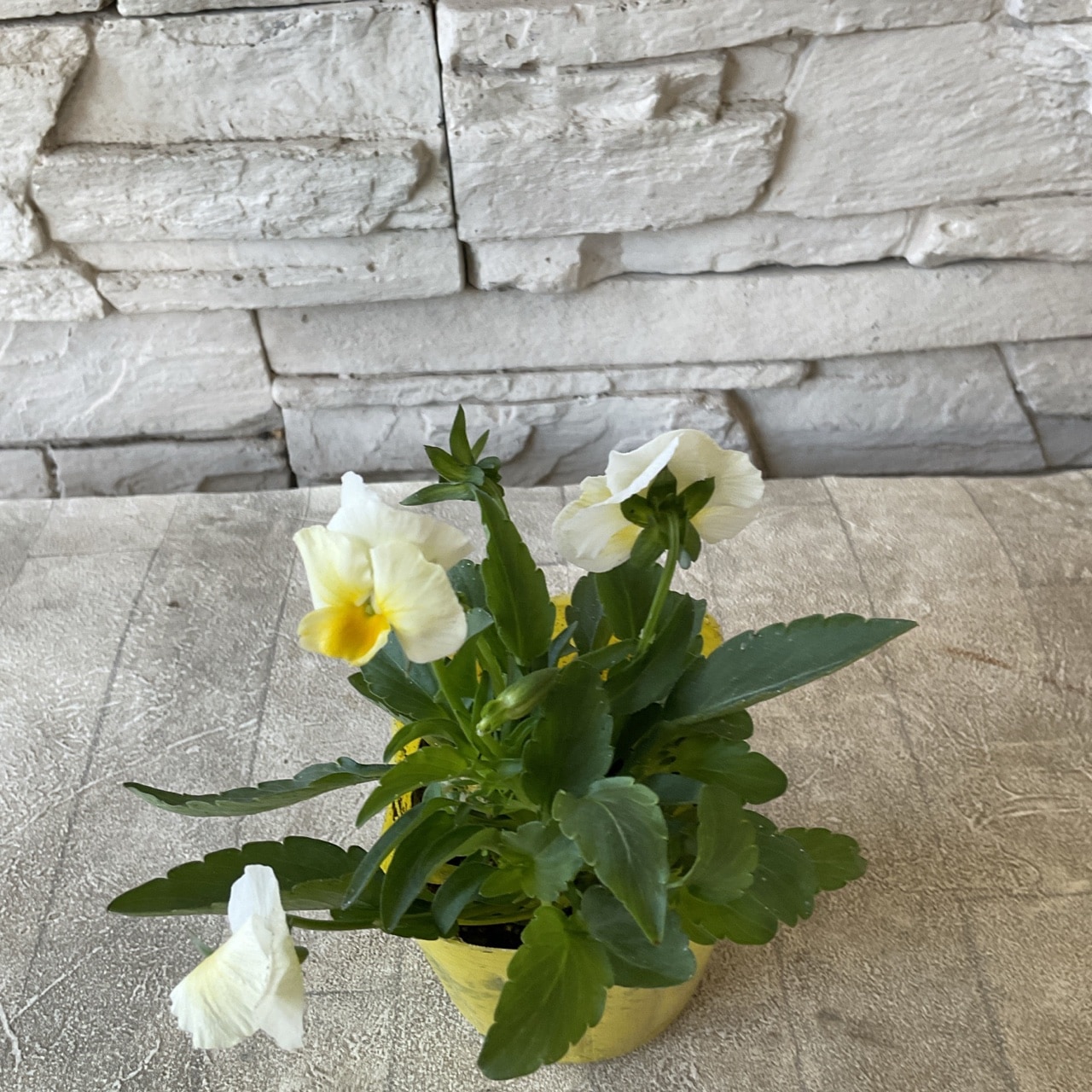 よく咲くすみれ 選べる♪3色 3寸ポット | 鉢花・花苗 | 橋本種苗園