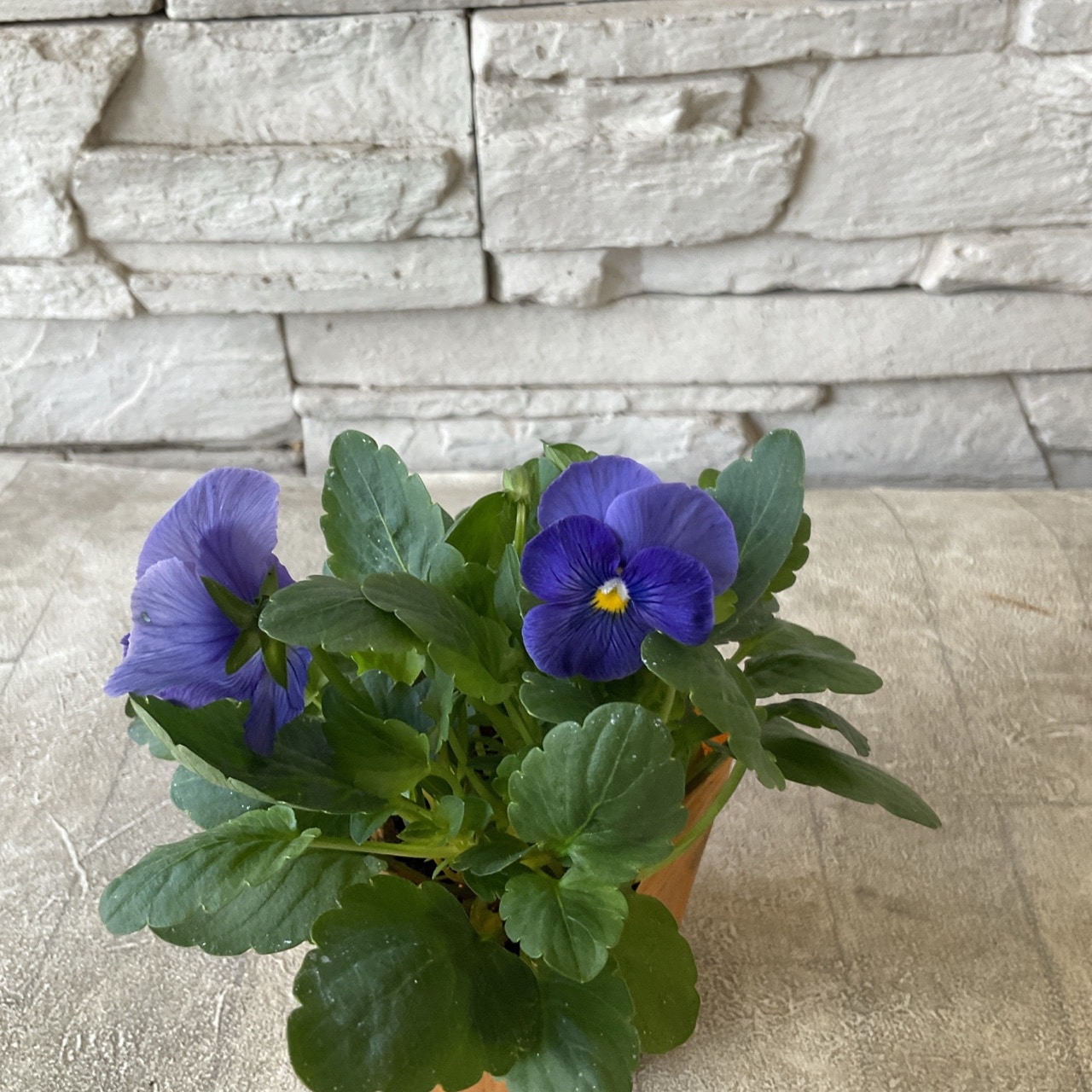 すみれ図鑑 ポット苗 よく咲くすみれ 選べる♪3色 3寸ポット | 鉢