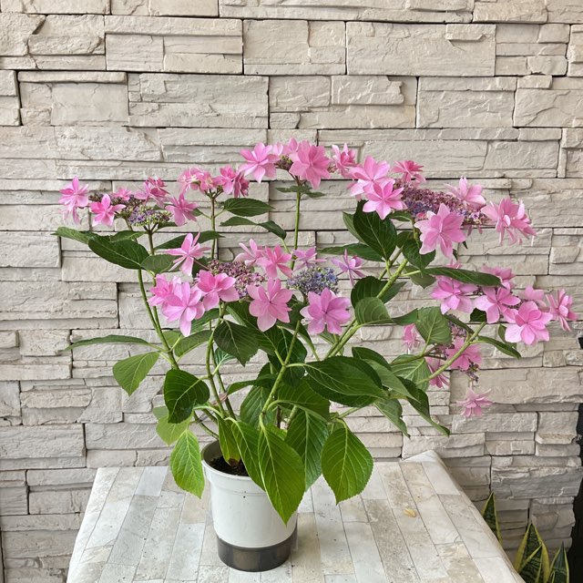 アジサイ ダンスパーティー 5寸鉢 | 鉢花・花苗 | 橋本種苗園