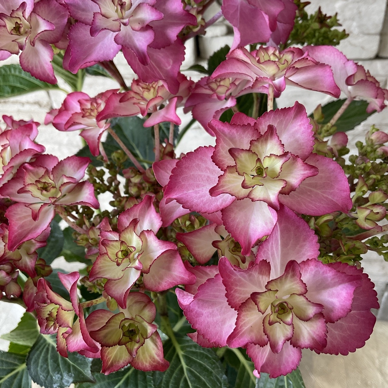 アジサイ カサノバ レッド 6寸鉢 | 鉢花・花苗 | 橋本種苗園オンライン