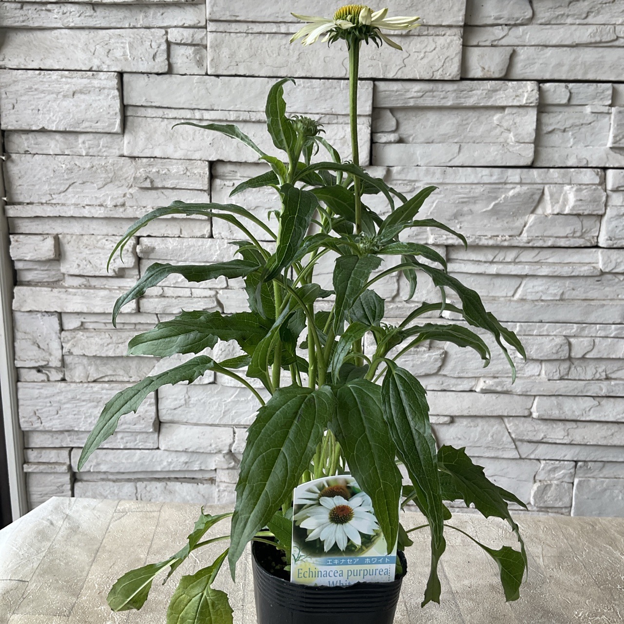 エキナセア 選べる♪5種類 | 鉢花・花苗 | 橋本種苗園オンラインストア