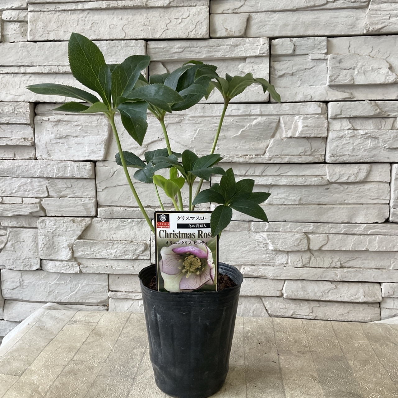クリスマスローズ オリエンタリス 選べる♪9品種 開花見込み株 4寸