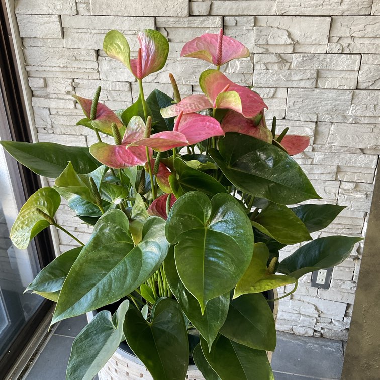 【HS】アンスリウム　BWxBW HS】アンスリウム BWxBW HS】アンスリウム BWxBW アンスリウム – 西和造園