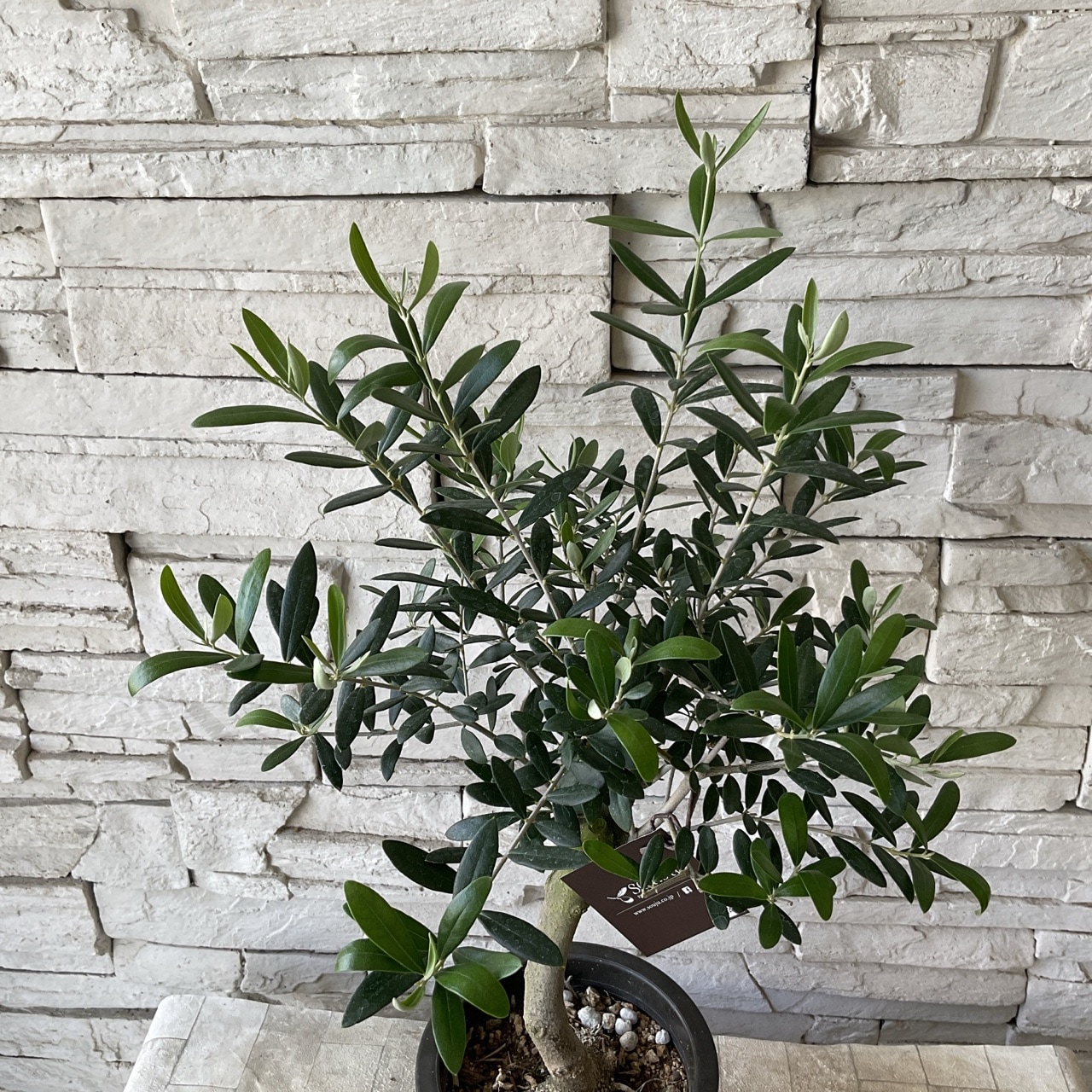 ①オリーブの木　souju 『ネバディロブロンコ』9号　特大苗木　行灯仕立て ①オリーブの木 souju 『ネバディロブロンコ』9号 特大苗木 行灯仕立て