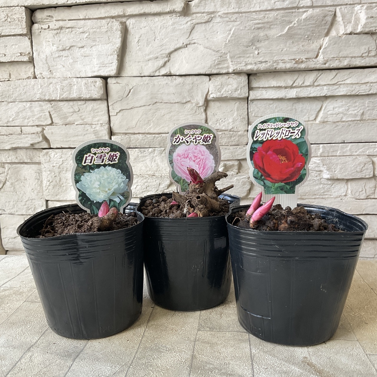 販売停止中 カラスビシャク ポット苗 カラスビシャク（烏柄杓）を植え替えるには？（理想的な時期、方法