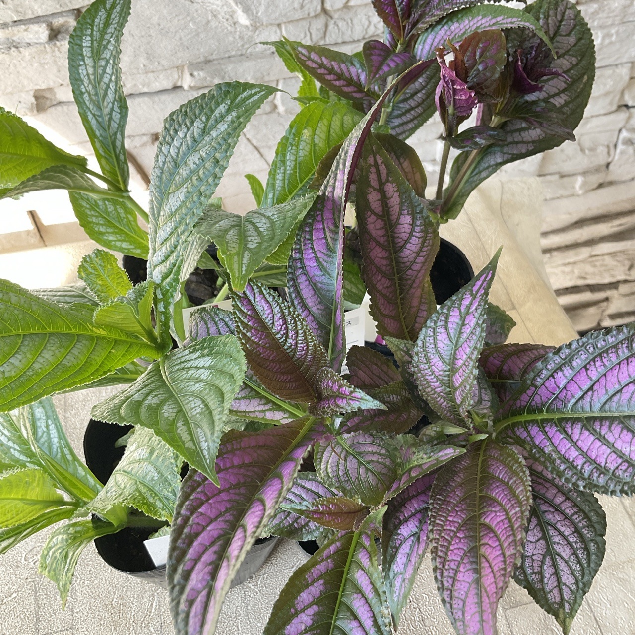 ストロビランティス ディエリアヌス 観葉植物/紫の葉(発根)/送料込み ストロビランティス ディエリアヌス 観葉植物/紫の葉(発根)/送料