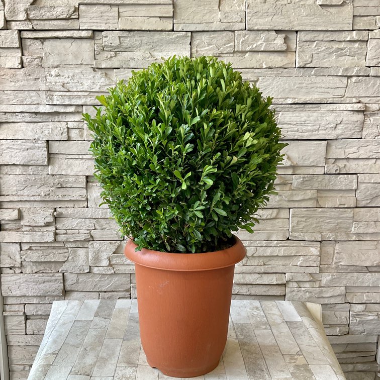 送料無料】【予約販売】ツゲ ウインタージェム 8号鉢 | 鉢花・花苗