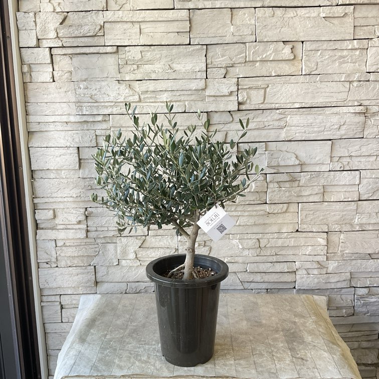SOUJU】香川県産オリーブの木 マンザニロ 6号鉢 79 | オリーブの木