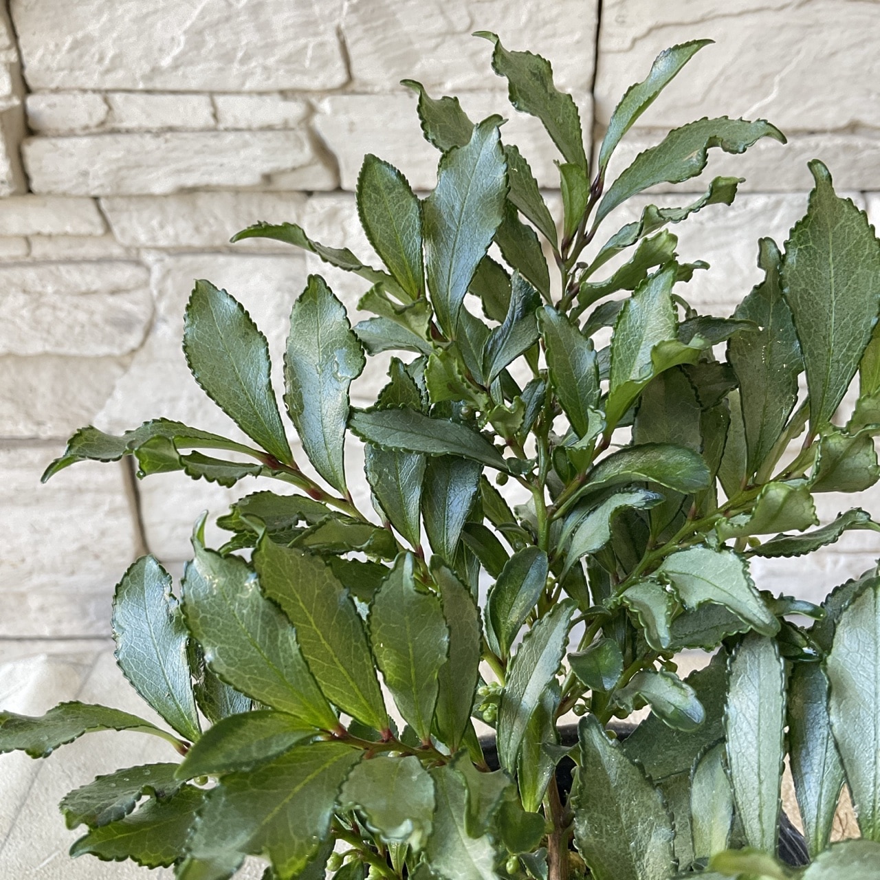 現品 ヒサカキ ビシャコ 姫榊 山採り 特大苗 3.5mほど 007 【公式通販】