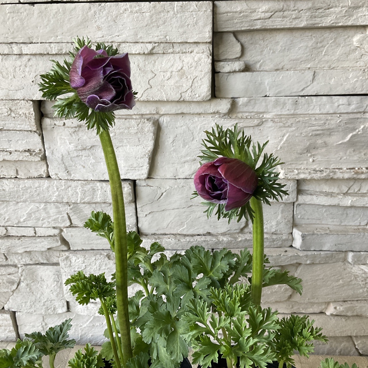 アネモネ ミストラル レアリティ 3.5寸ポット | 鉢花・花苗 | 橋本種苗