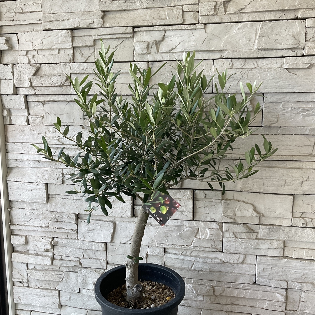 送料無料】【SOUJU】香川県産オリーブの木 ネバディロブランコ 8号鉢