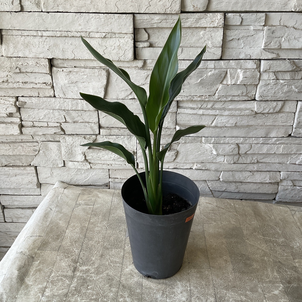 観葉植物】ストレチア レギネ 5寸鉢 | 観葉植物 | 橋本種苗園