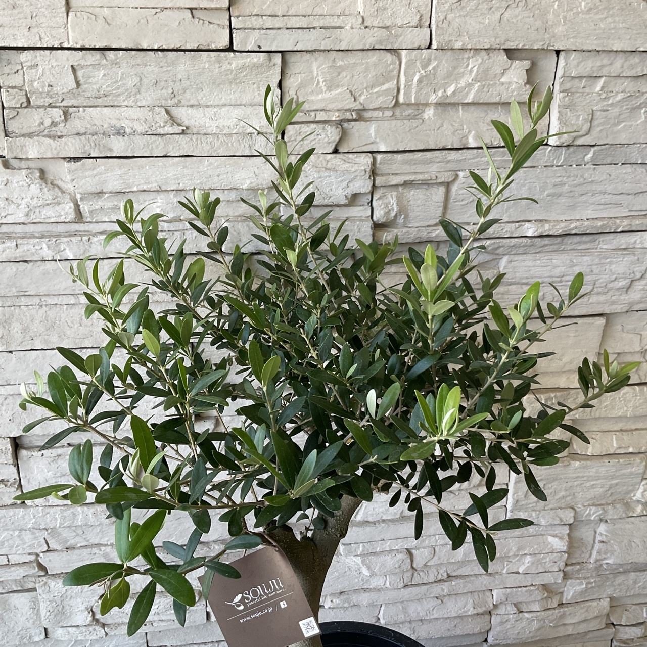 【現品】オリーブ　ネバディロブランコ　7号　黒鉢　（3） オリーブ鉢植え(ネバディロブランコ) | ALETTE OLIVE