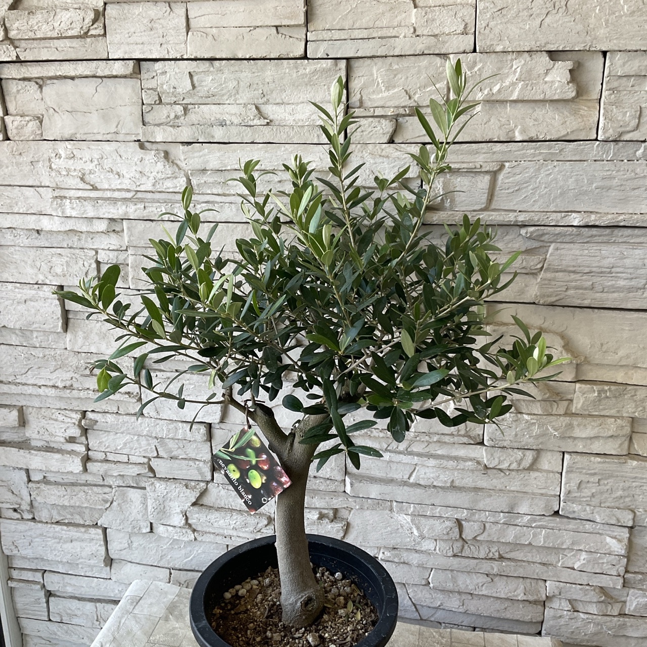 ボンボン　souju 　創樹　オリーブ　ネバディロブランコ　鉢植え　苗 現品 幹真っ直ぐ オリーブの木 オリーブ souju ネバディロ