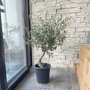 送料無料】【SOUJU】香川県産オリーブの木 ネバディロブランコ 9号鉢