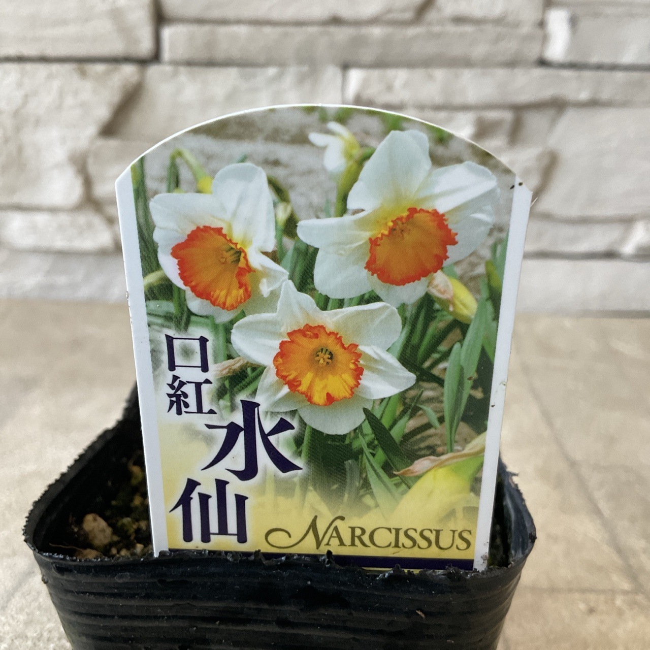 水仙 選べる♪8種 | 鉢花・花苗 | 橋本種苗園オンラインストア