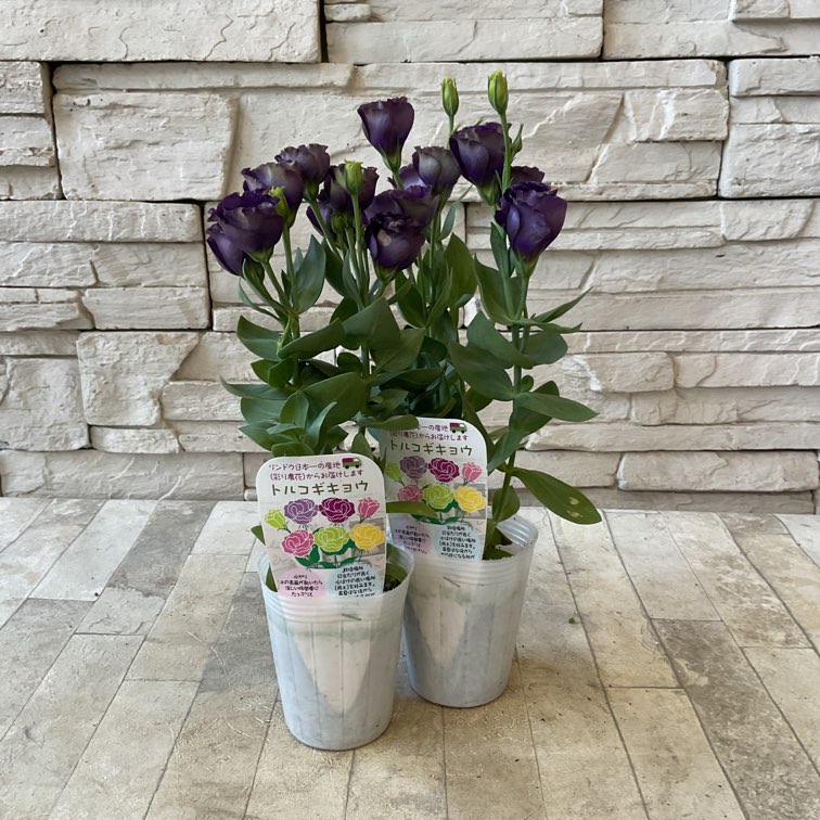 トルコキキョウ パープル/グリーン | 鉢花・花苗 | 橋本種苗園