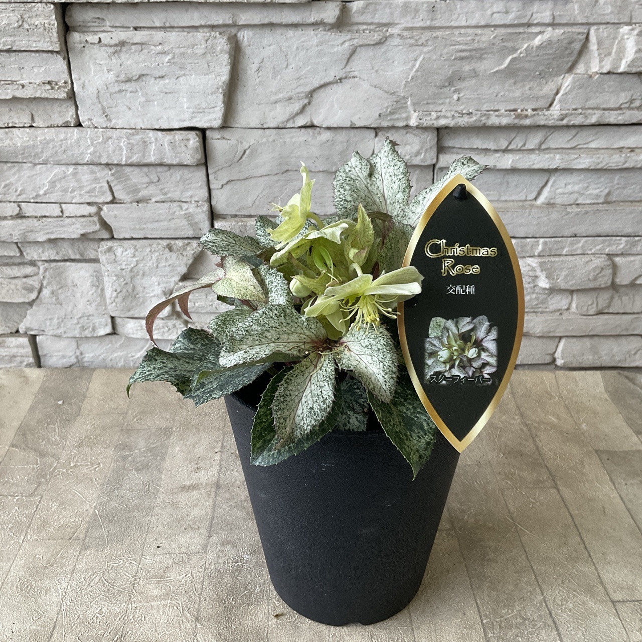 クリスマスローズ スノーフィーバー 5寸鉢 | 鉢花・花苗 | 橋本種苗園