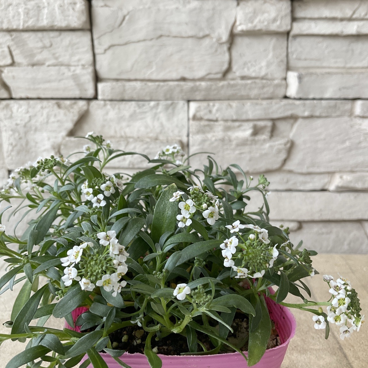 スーパーアリッサム 選べる2品種 3寸ポット | 鉢花・花苗 | 橋本種苗園