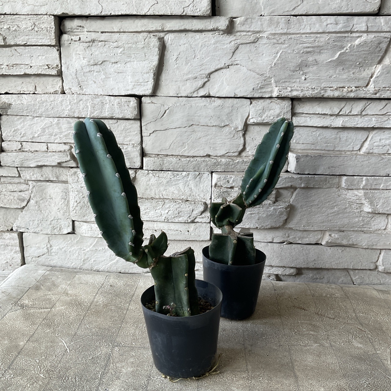 ささぽんさん専用 貸出】スゴ軽 ハートリボン｜ご試着貸出ランドセル – ランドセル