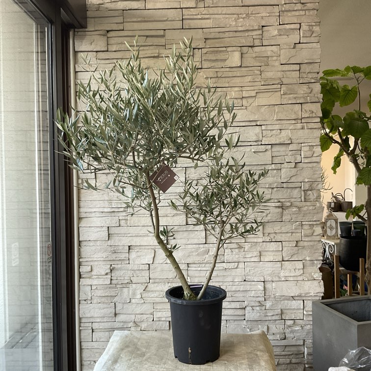 送料無料】【souju】香川県産オリーブの木 ピクアル 8号鉢 80