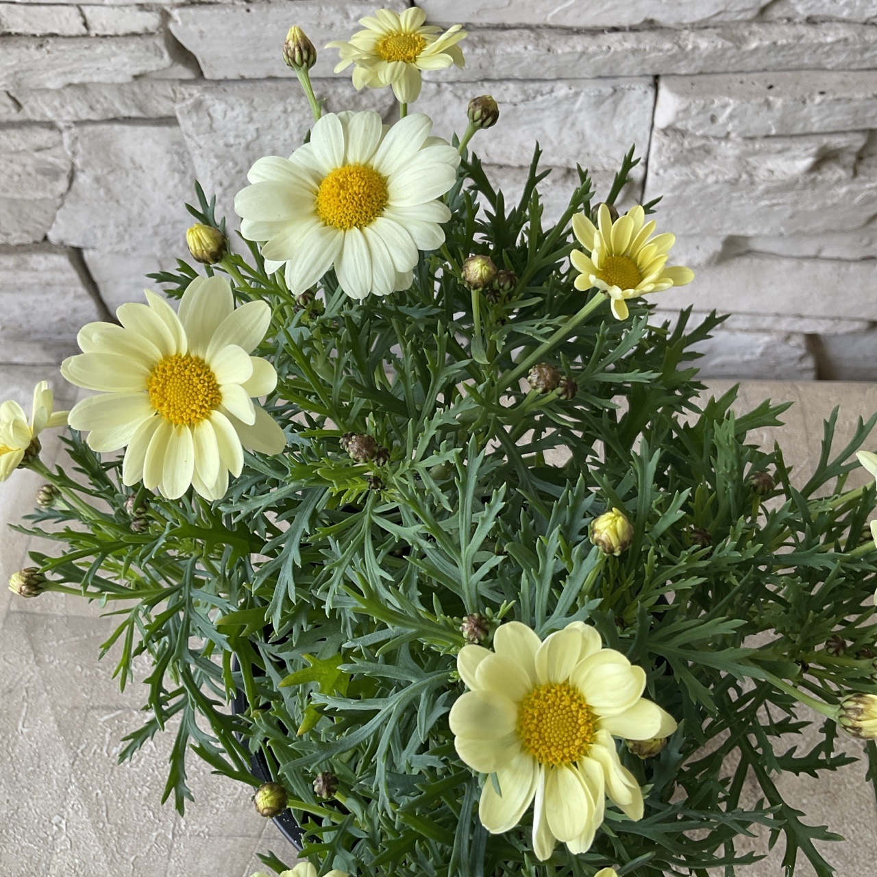 ●マーガレット マーガレット：サクラスフレ4号鉢植え の通販 | 園芸ネット