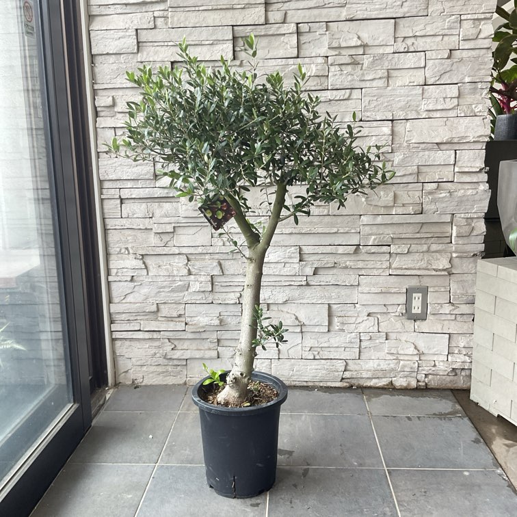 送料無料】【SOUJU】香川県産オリーブの木 ネバディロブランコ 8号鉢