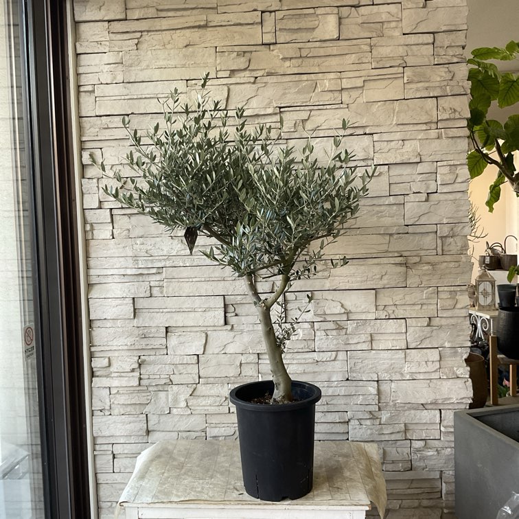 送料無料】【SOUJU】香川県産オリーブの木 マンザニロ 8号鉢 79