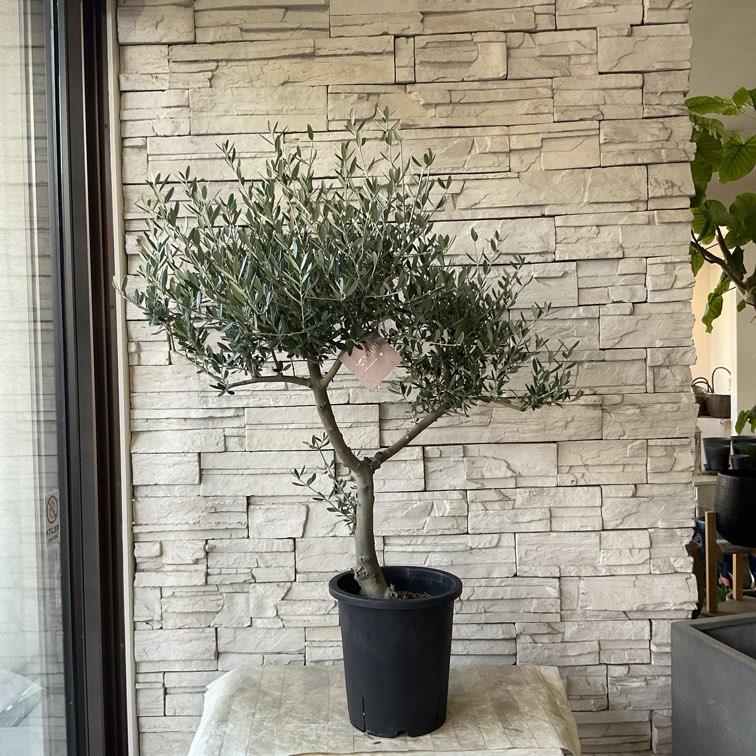 送料無料】【SOUJU】香川県産オリーブの木 マンザニロ 8号鉢 79