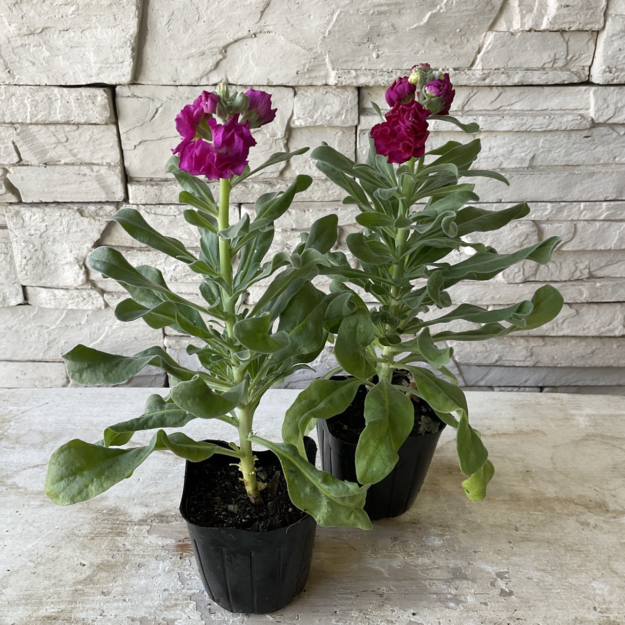 花苗 八重咲きストック 選べる ♪4色 3寸ポット | 鉢花・花苗 | 橋本種苗園