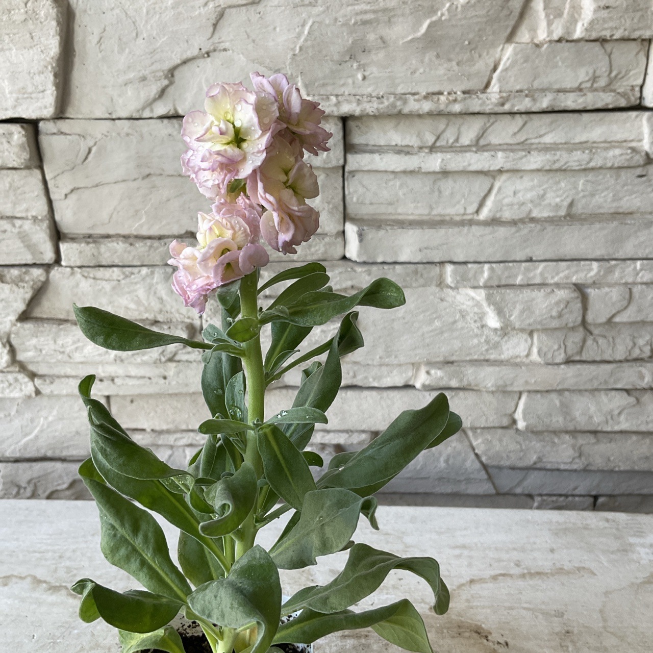 八重咲きストック 選べる ♪4色 3寸ポット | 鉢花・花苗 | 橋本種苗園