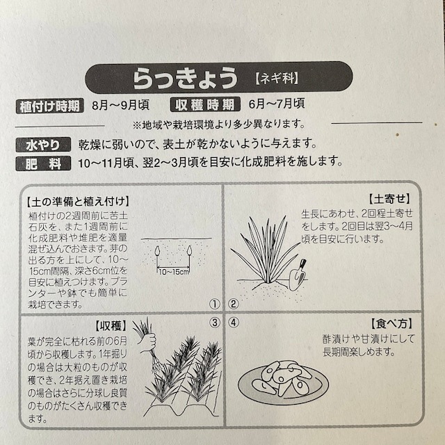 【種子用】千葉県産　らっきょう