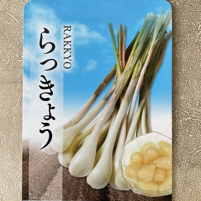 【種子用】千葉県産　らっきょう