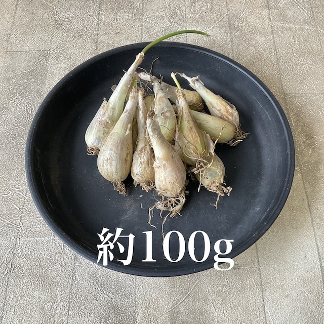 【種子用】千葉県産　らっきょう