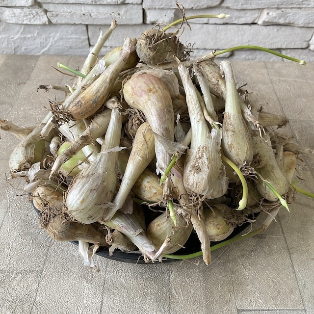 【種子用】千葉県産　らっきょう