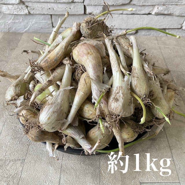 【種子用】千葉県産　らっきょう