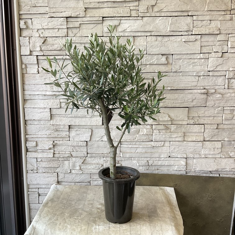 送料無料】【SOUJU】香川県産オリーブの木 シプレッシーノ 6号鉢 19