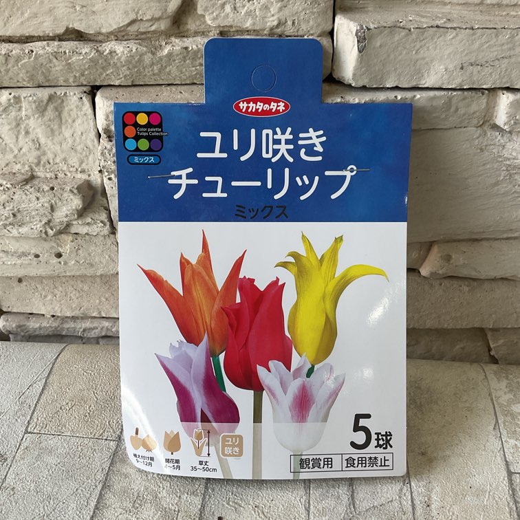 球根】変わり咲きチューリップ 5球入り | 球根 | 橋本種苗園オンライン