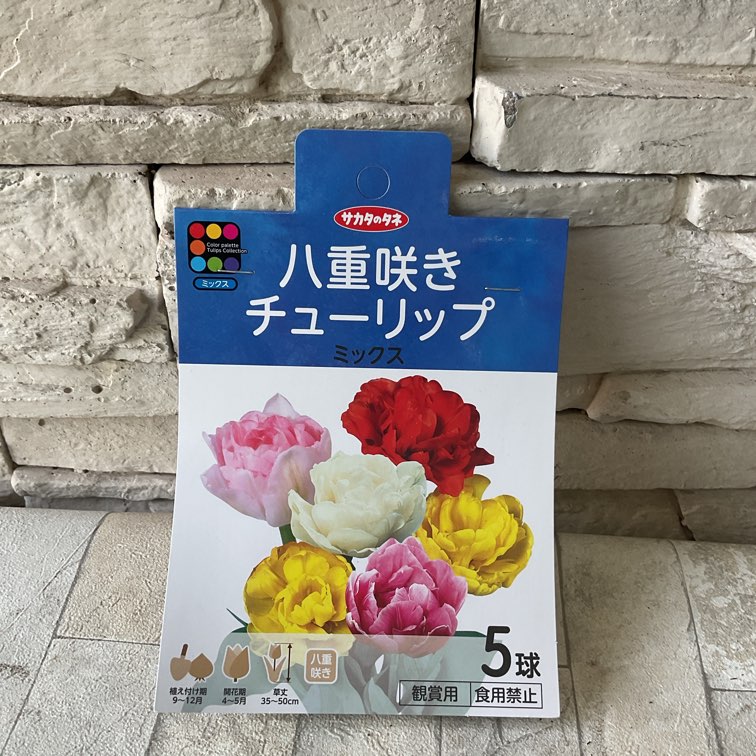 球根】変わり咲きチューリップ 5球入り | 球根 | 橋本種苗園オンライン