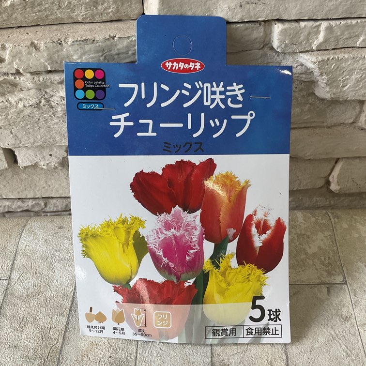 球根☆】ラブラドール 5球 チューリップ レア品種 ボルドー フリンジ