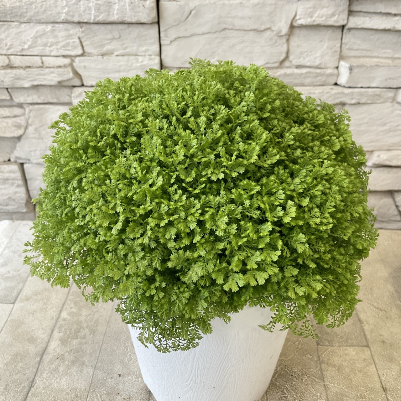 セラギネラ アポタ 5寸鉢 | 鉢花・花苗 | 橋本種苗園オンラインストア