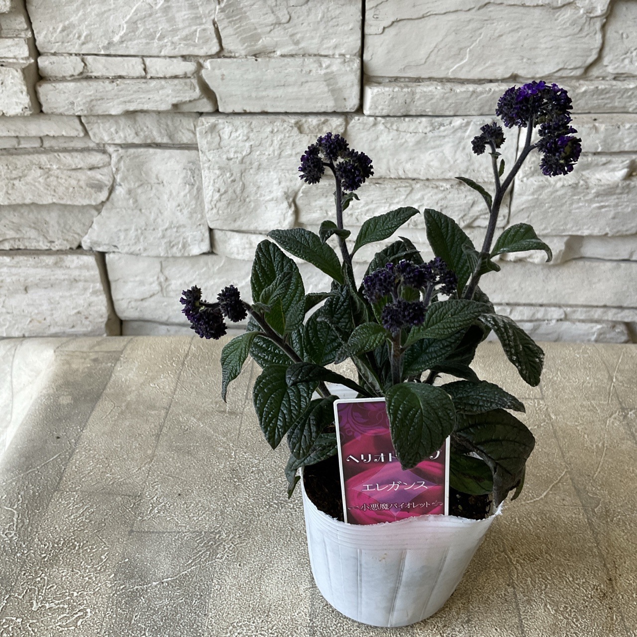ヘリオトロープ 選べる♪4色 鉢花・花苗 橋本種苗園オンラインストア