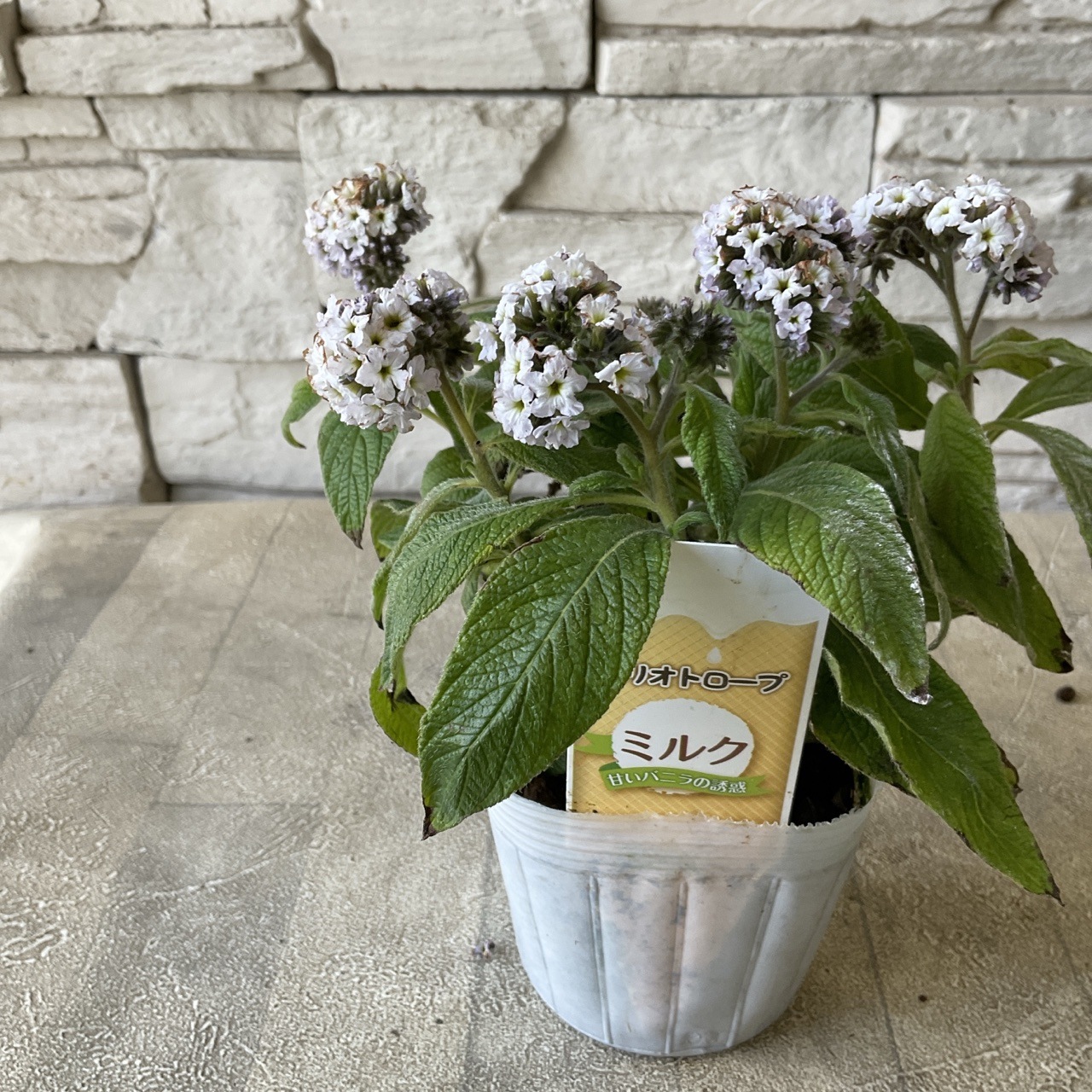 ヘリオトロープ 選べる♪4色 鉢花・花苗 橋本種苗園オンラインストア