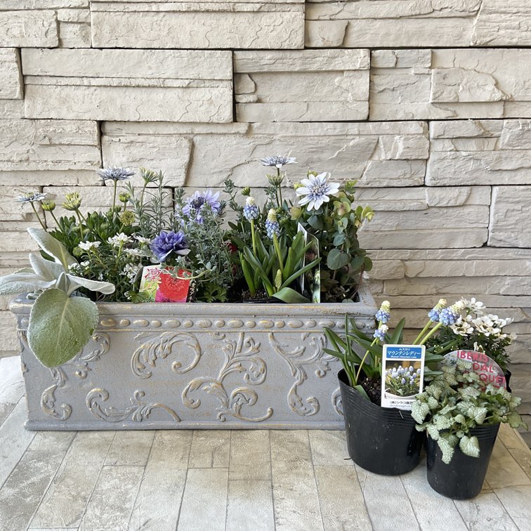 自分で作る寄せ植え苗セット】淡いブルー系 | 鉢花・花苗 | 橋本種苗園