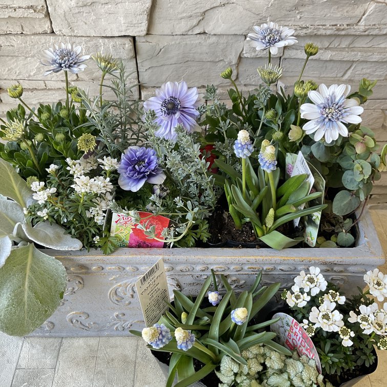 自分で作る寄せ植え苗セット】淡いブルー系 | 鉢花・花苗 | 橋本種苗園