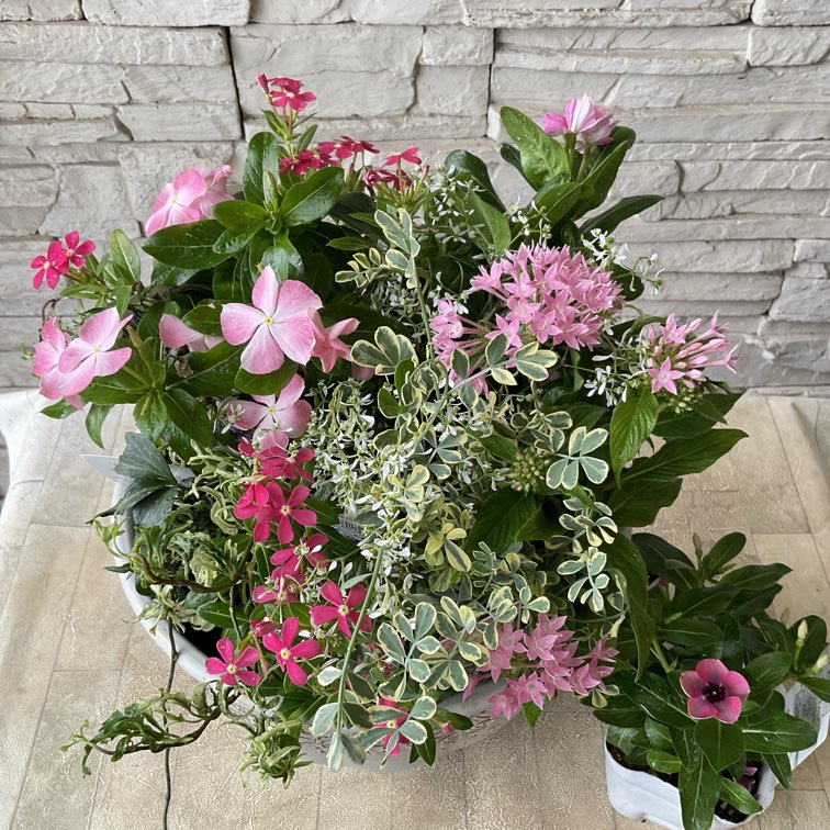 自分で作る寄植えセット】日々草を楽しむピンクの寄せ植えセット