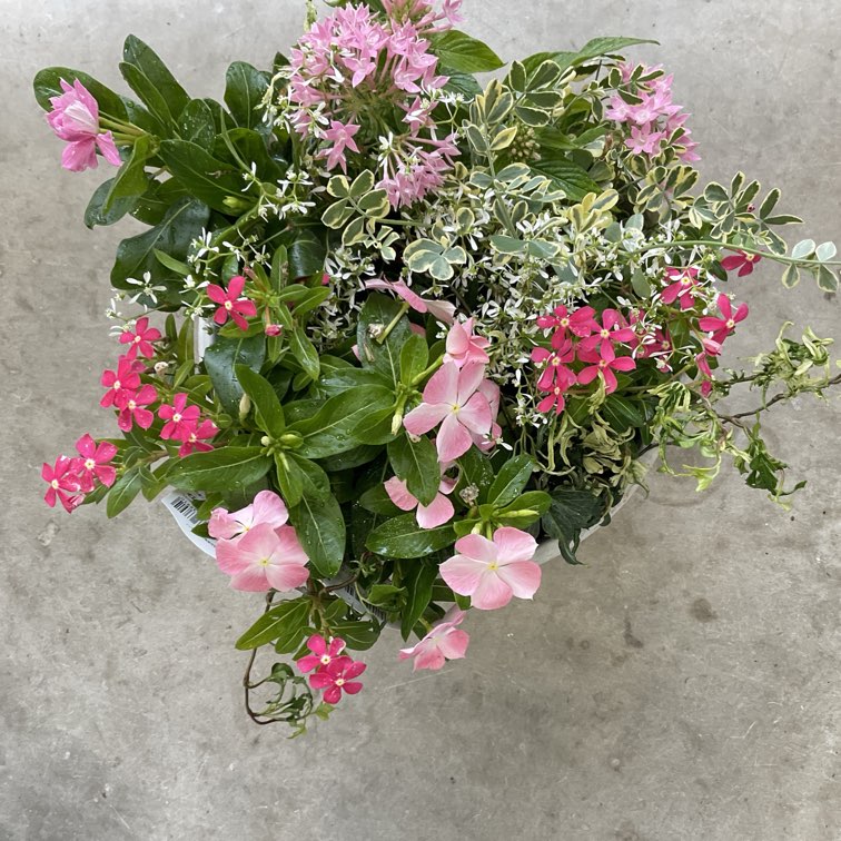 自分で作る寄植えセット】日々草を楽しむピンクの寄せ植えセット